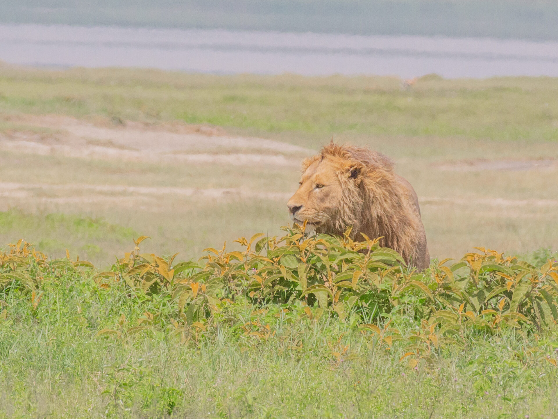ライオン – ンゴロンゴロ